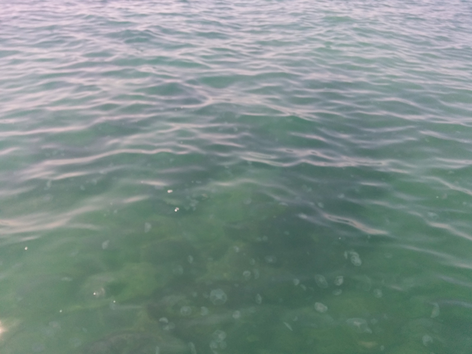 Медузы, Южный, Туапсе. Фото 15 – фотографии России