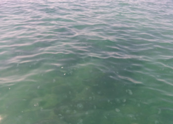 Медузы, Южный, Туапсе. Фото 15 – фотографии России