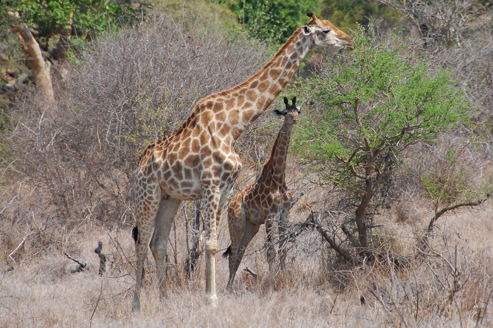 Kruger_giraffe – фотографии ЮАР