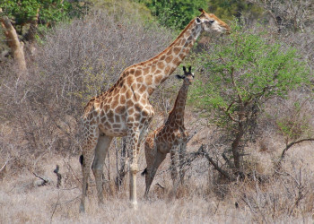 Kruger_giraffe – фотографии ЮАР