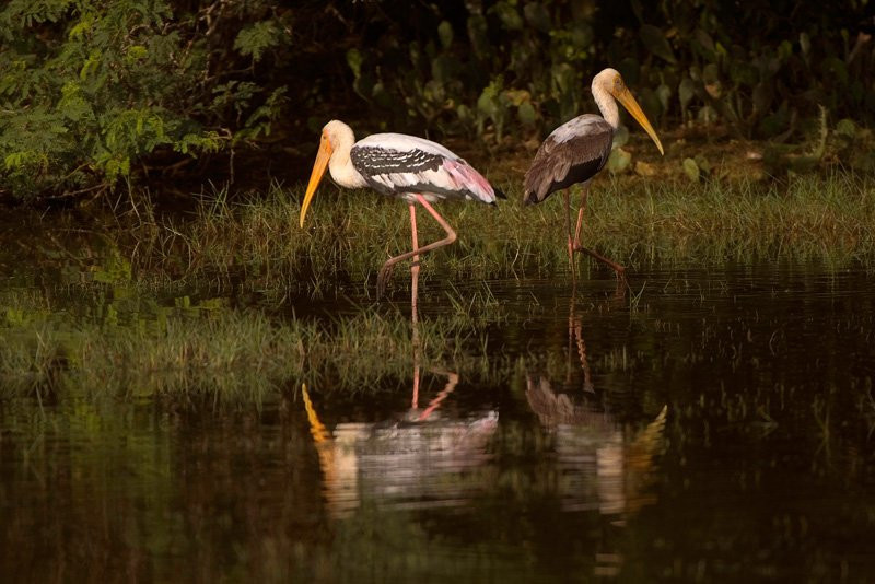 Яла Национальный Парк, Шри-Ланка, фото № 52622 – фотографии Шри-Ланки