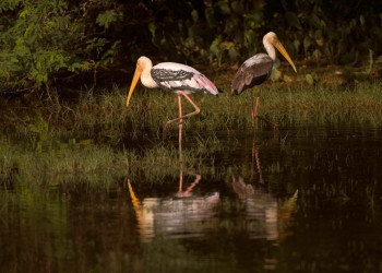 Яла Национальный Парк, Шри-Ланка, фото № 52622 – фотографии Шри-Ланки