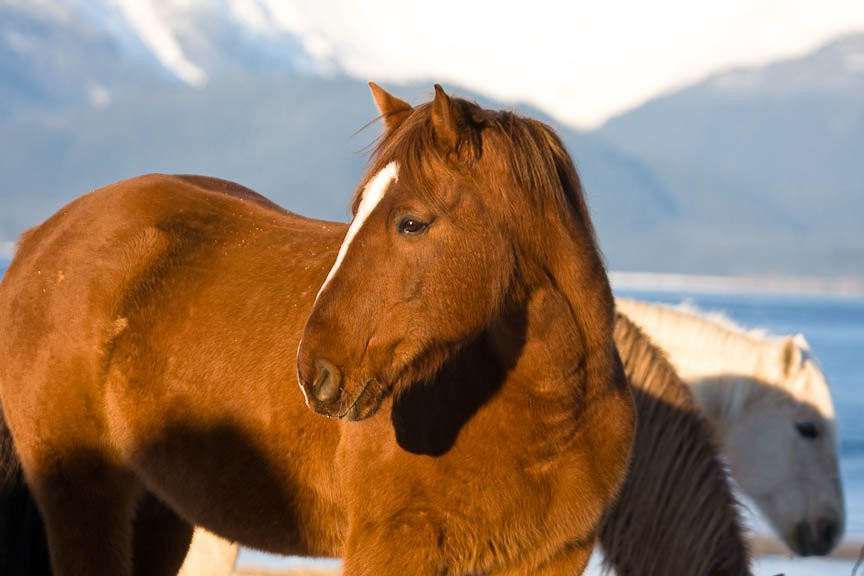 Аляска штат, США, фото № 67718 – фотографии США