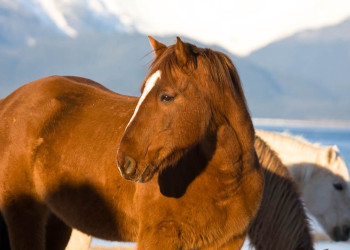 Аляска штат, США, фото № 67718 – фотографии США