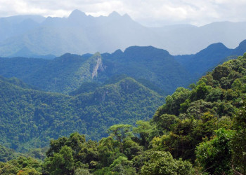 Густые леса в парке Фонгня-Кебанг – фотографии Вьетнама