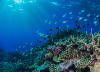 Коралловые рифы Большого Барьерного рифа составляют около семи процентов Морского парка – фотографии Австралии