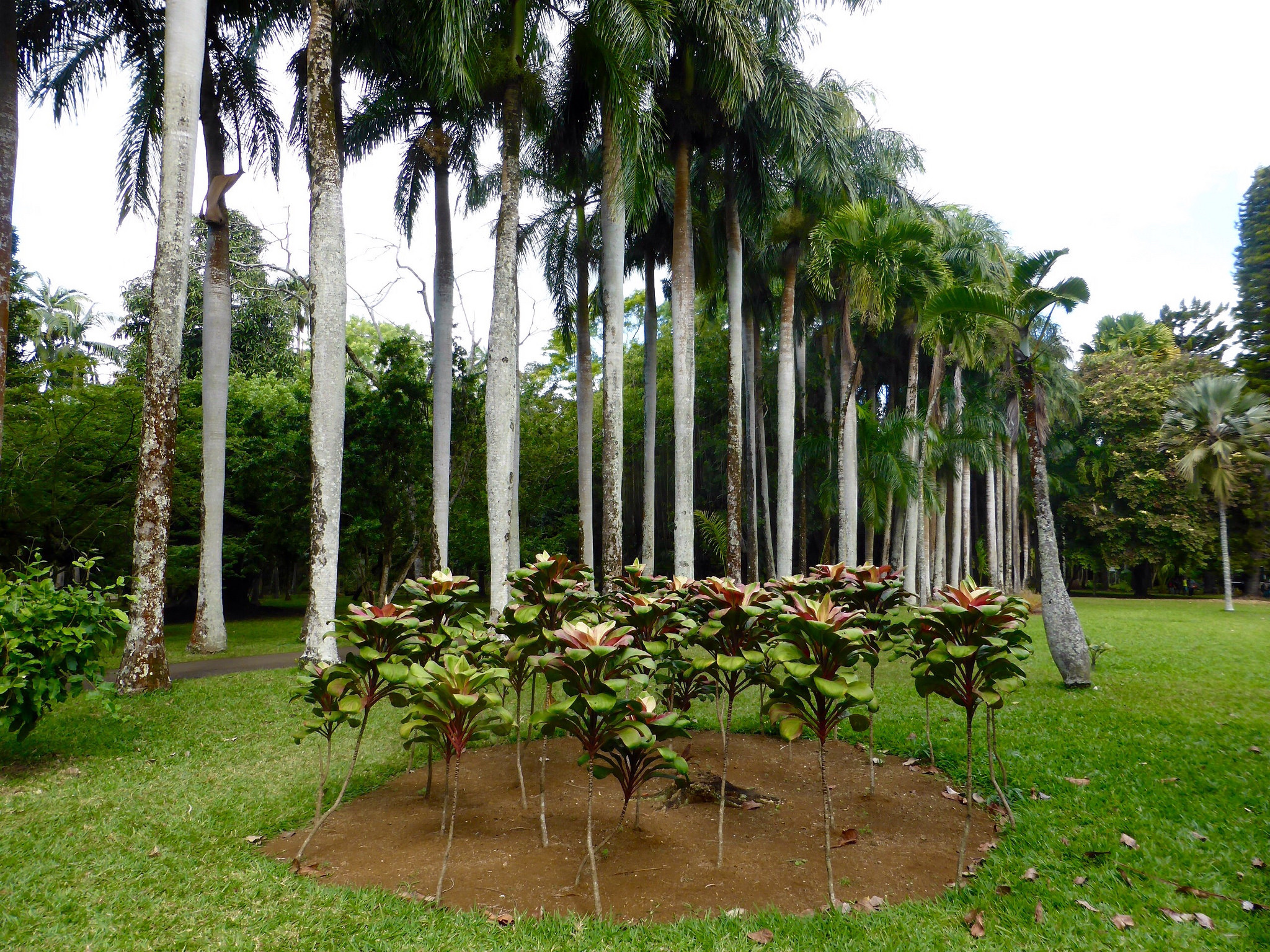 Цветущий уголок. Ботанический сад Памплемус. Маврикий – фотографии Маврикия