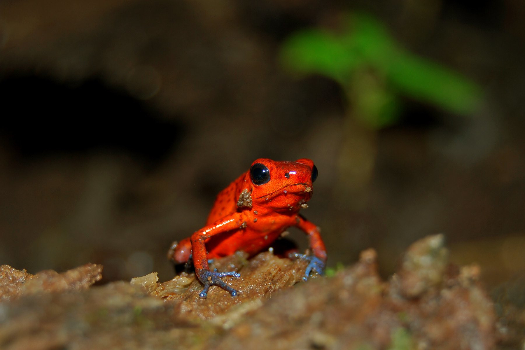 Тортугеро Национальный парк, Лимон провинция, Коста-Рика, фото № 40381 – фотографии Коста-Рики