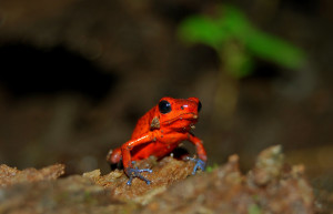 Тортугеро Национальный парк, Лимон провинция, Коста-Рика, фото № 40381 – фотографии Коста-Рики