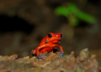 Тортугеро Национальный парк, Лимон провинция, Коста-Рика, фото № 40381 – фотографии Коста-Рики