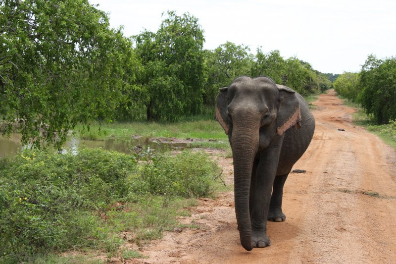 Яла Национальный Парк, Шри-Ланка, фото № 52691 – фотографии Шри-Ланки