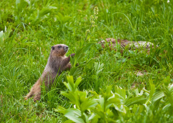 Красоты национального парка Олимпик. Фото 4 – фотографии США