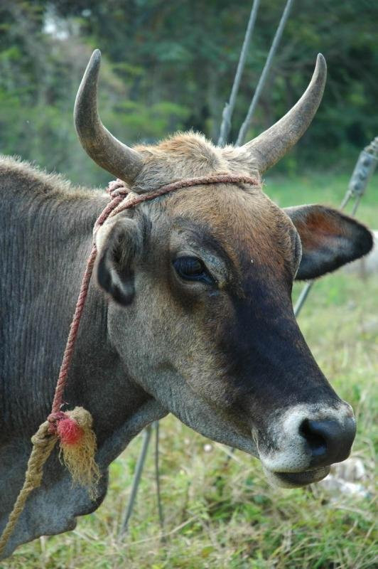 Сосуа, Доминикана, фото № 30678 – фотографии Доминиканы