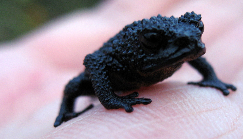 Крохотная чёрная лягушка на Рорайма в Венесуэле – фотографии Венесуэлы
