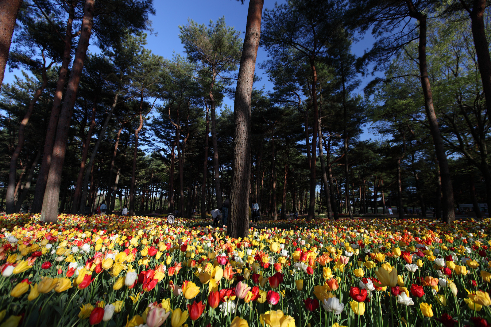 Японский парк Хитачи-Сисайд (Hitachi Seaside Park). Фото 1 – фотографии Японии