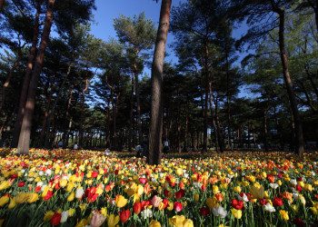Японский парк Хитачи-Сисайд (Hitachi Seaside Park). Фото 1 – фотографии Японии
