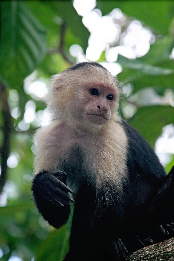 Кауита Национальный Парк, Лимон провинция, Коста-Рика, фото № 40080 – фотографии Коста-Рики