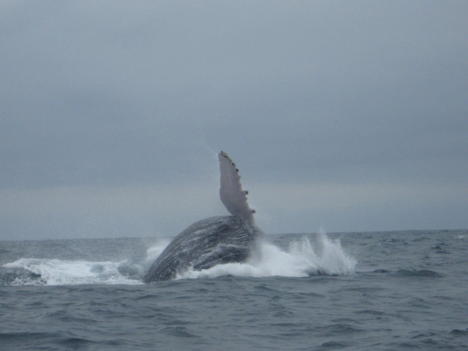 Пуэрто Лопес, Побережье регион, Эквадор, фото № 63513 – фотографии Эквадора