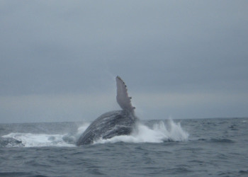 Пуэрто Лопес, Побережье регион, Эквадор, фото № 63513 – фотографии Эквадора
