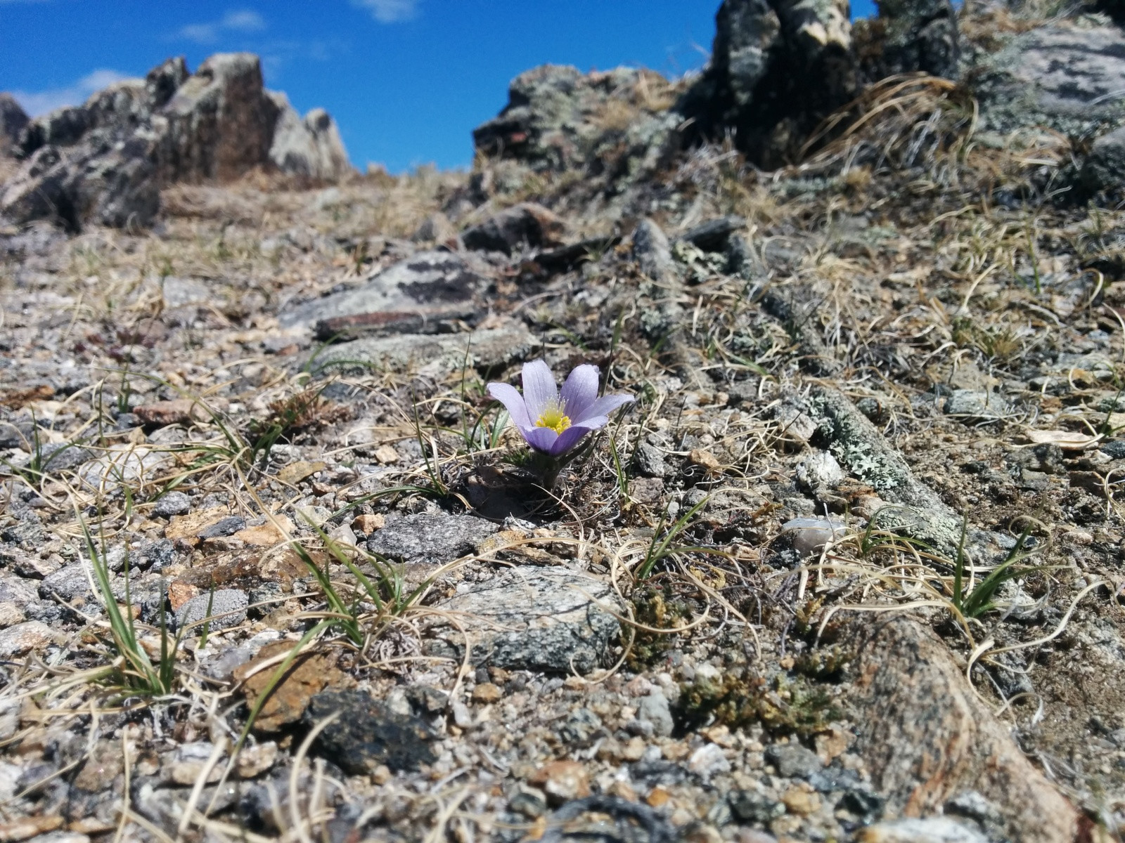 Цветочек на Байкале – фотографии России