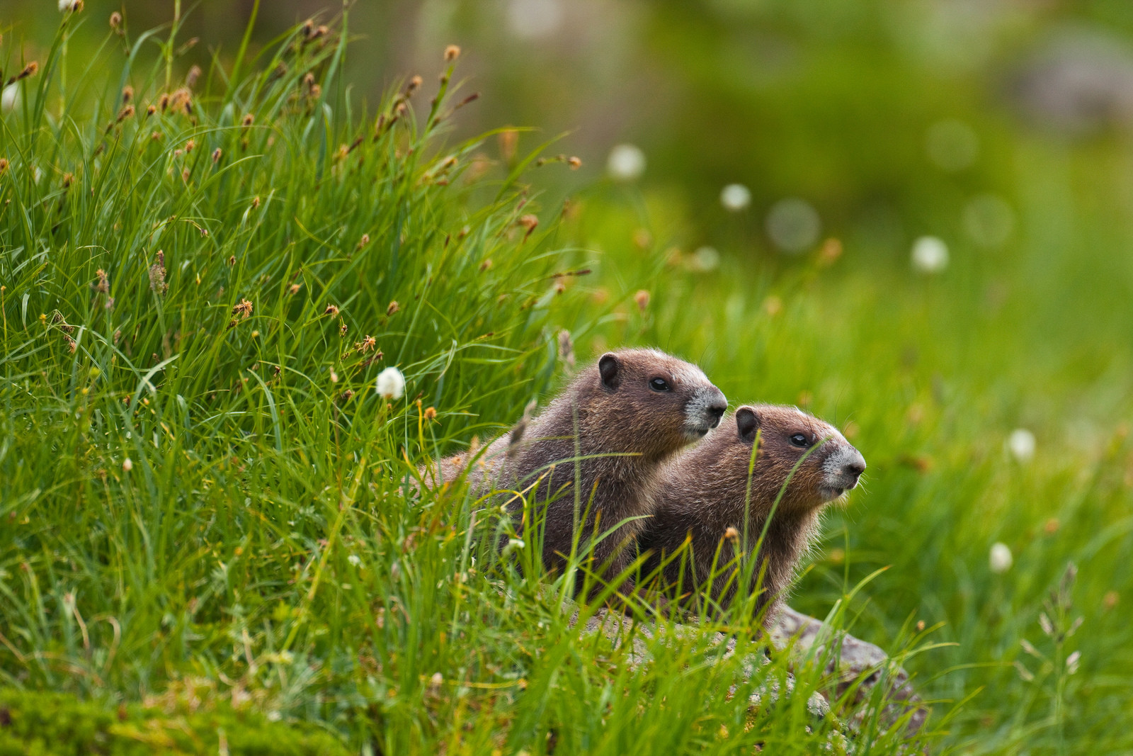 Красоты национального парка Олимпик. Фото 2 – фотографии США