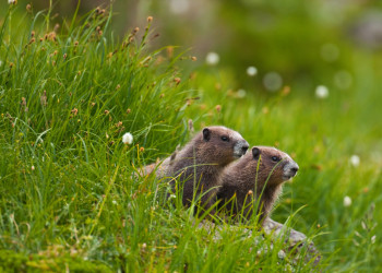 Красоты национального парка Олимпик. Фото 2 – фотографии США