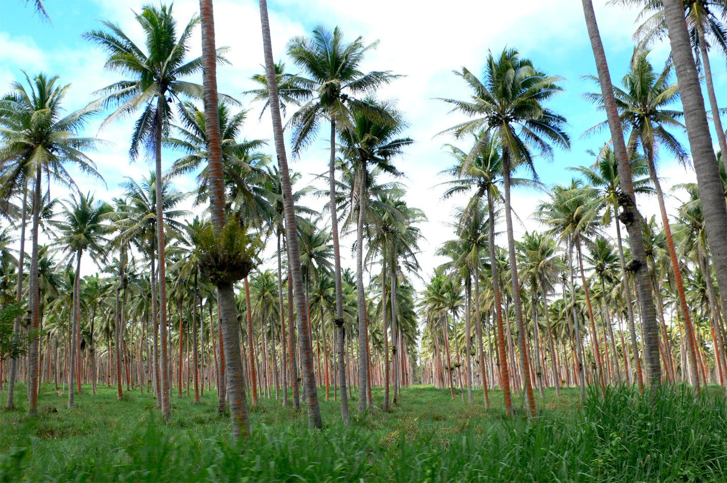 Вануа Леву группа островов, Фиджи, фото № 49356 – фотографии Фиджи