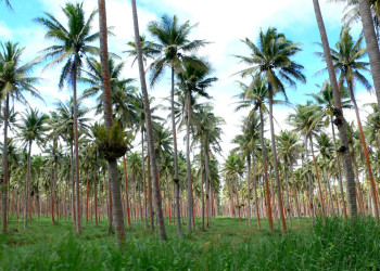 Вануа Леву группа островов, Фиджи, фото № 49356 – фотографии Фиджи