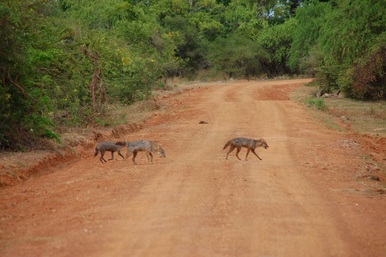 Яла Национальный Парк, Шри-Ланка, фото № 52696 – фотографии Шри-Ланки