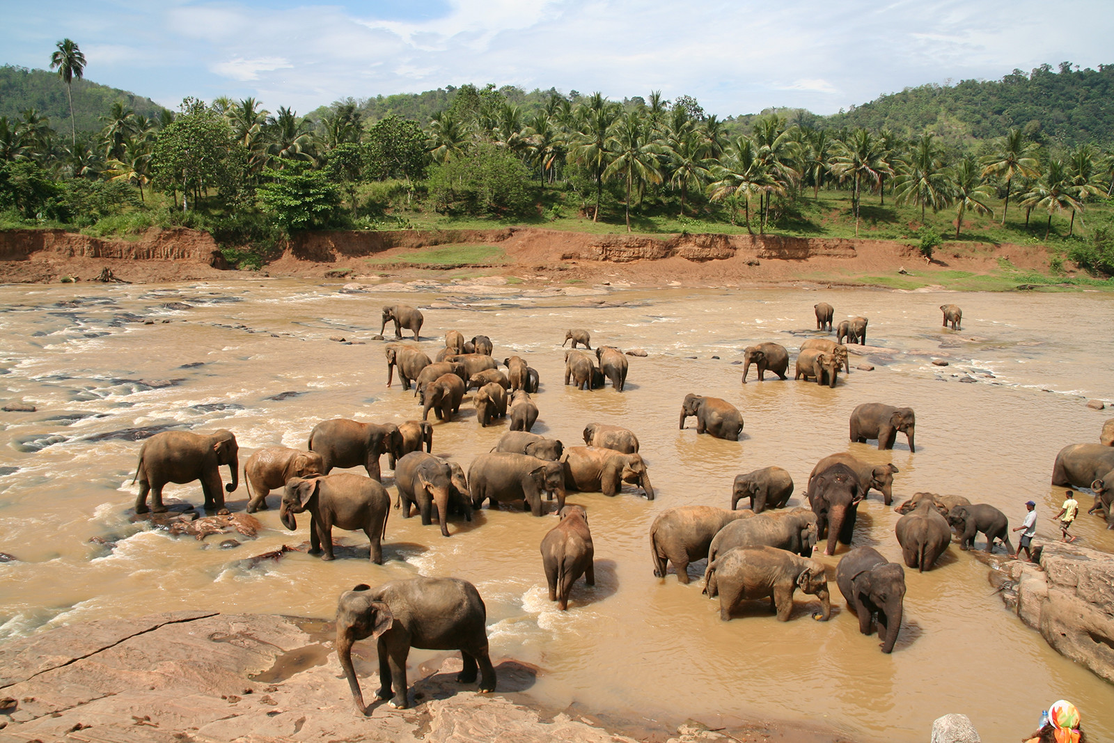 Слоновий питомник Пиннавела на Шри-Ланке. Фото 4 – фотографии Шри-Ланки