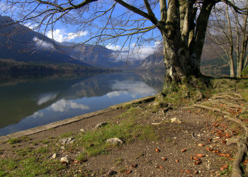 Бохинь Озеро, Словения, фото № 56950 – фотографии Словении