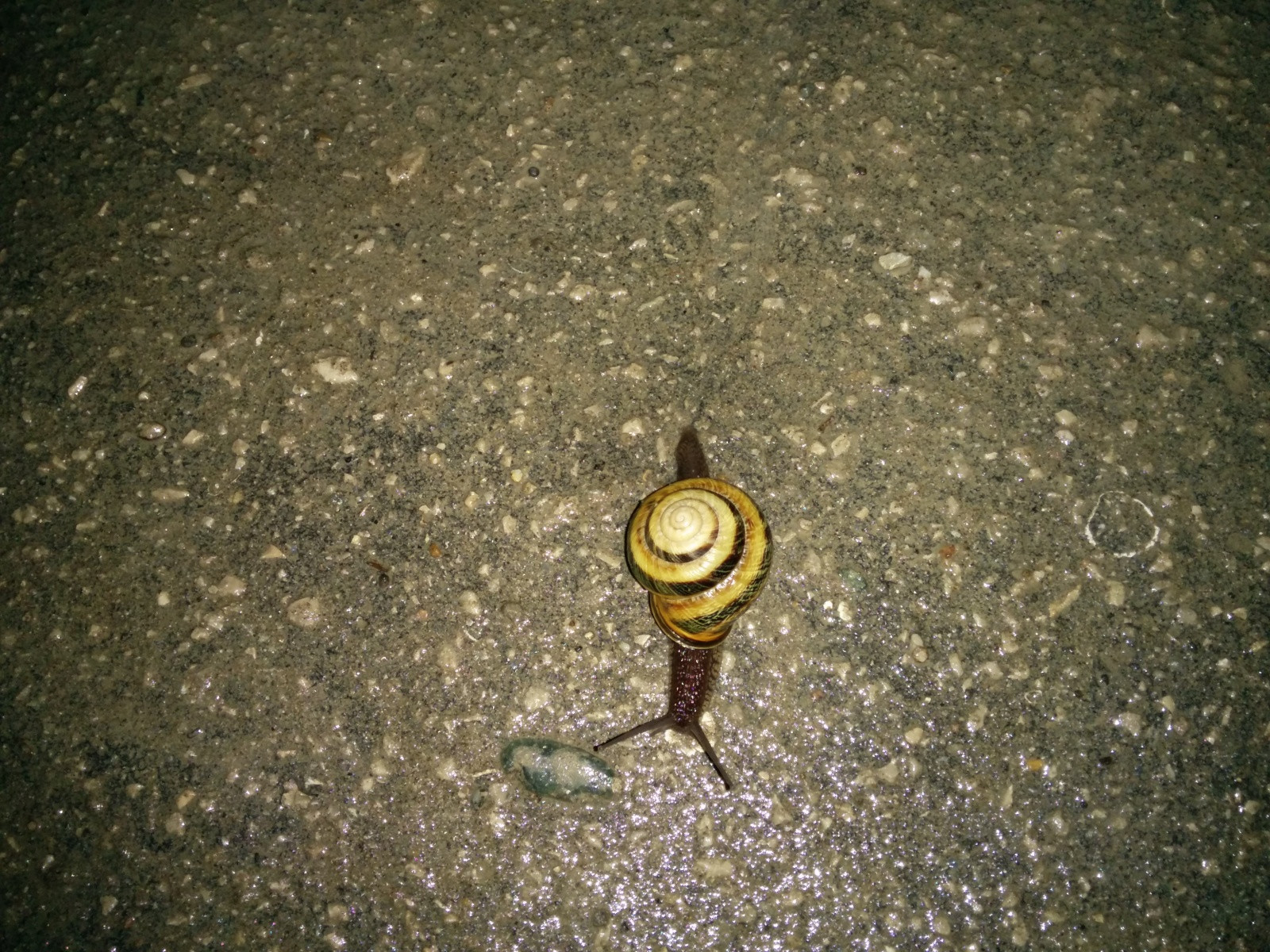 Улитка, посёлок Южный в 5 км от Туапсе. Фото 4 – фотографии России