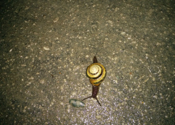 Улитка, посёлок Южный в 5 км от Туапсе. Фото 4 – фотографии России