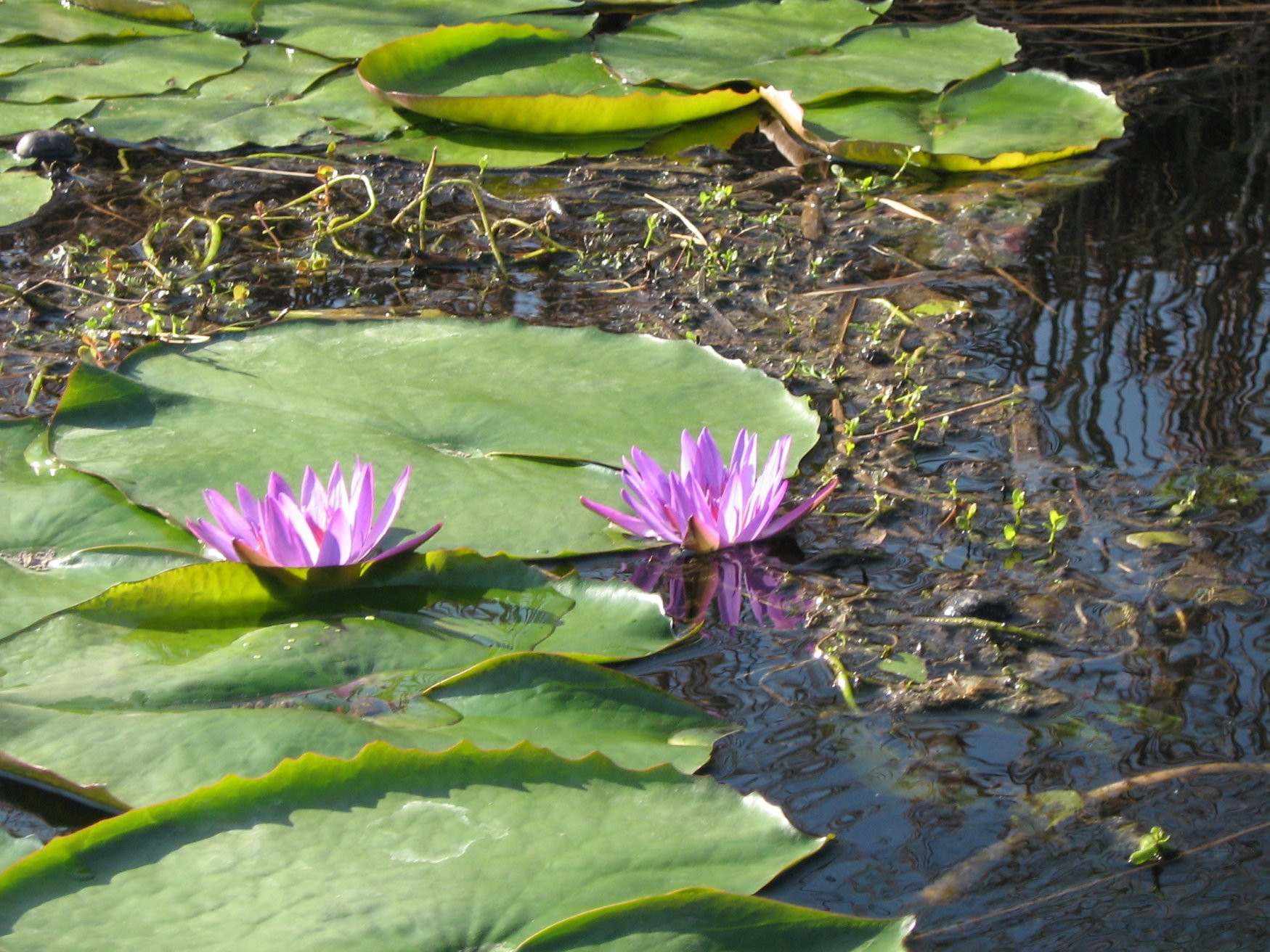 Озеро Хевиз – фотографии Венгрии