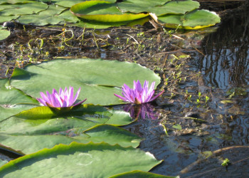 Озеро Хевиз – фотографии Венгрии