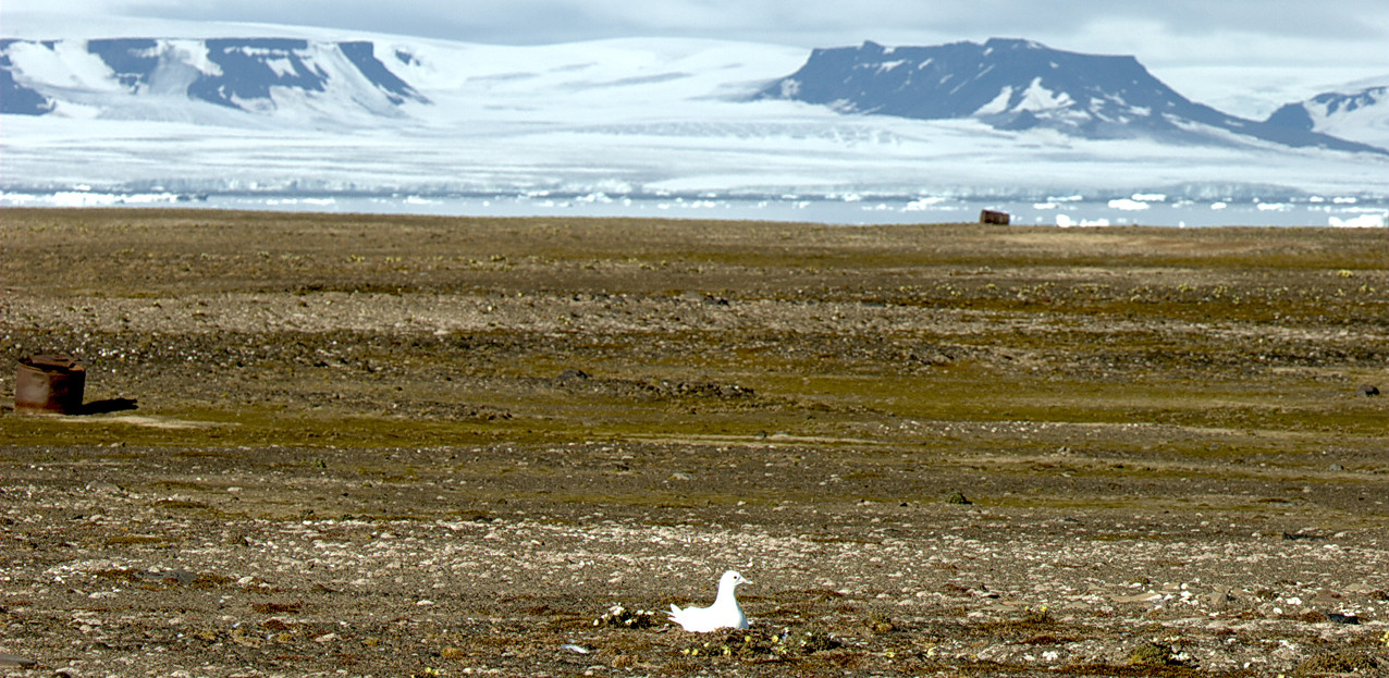 Земля Франца-Иосифа (Franz Josef Land) – фотографии России