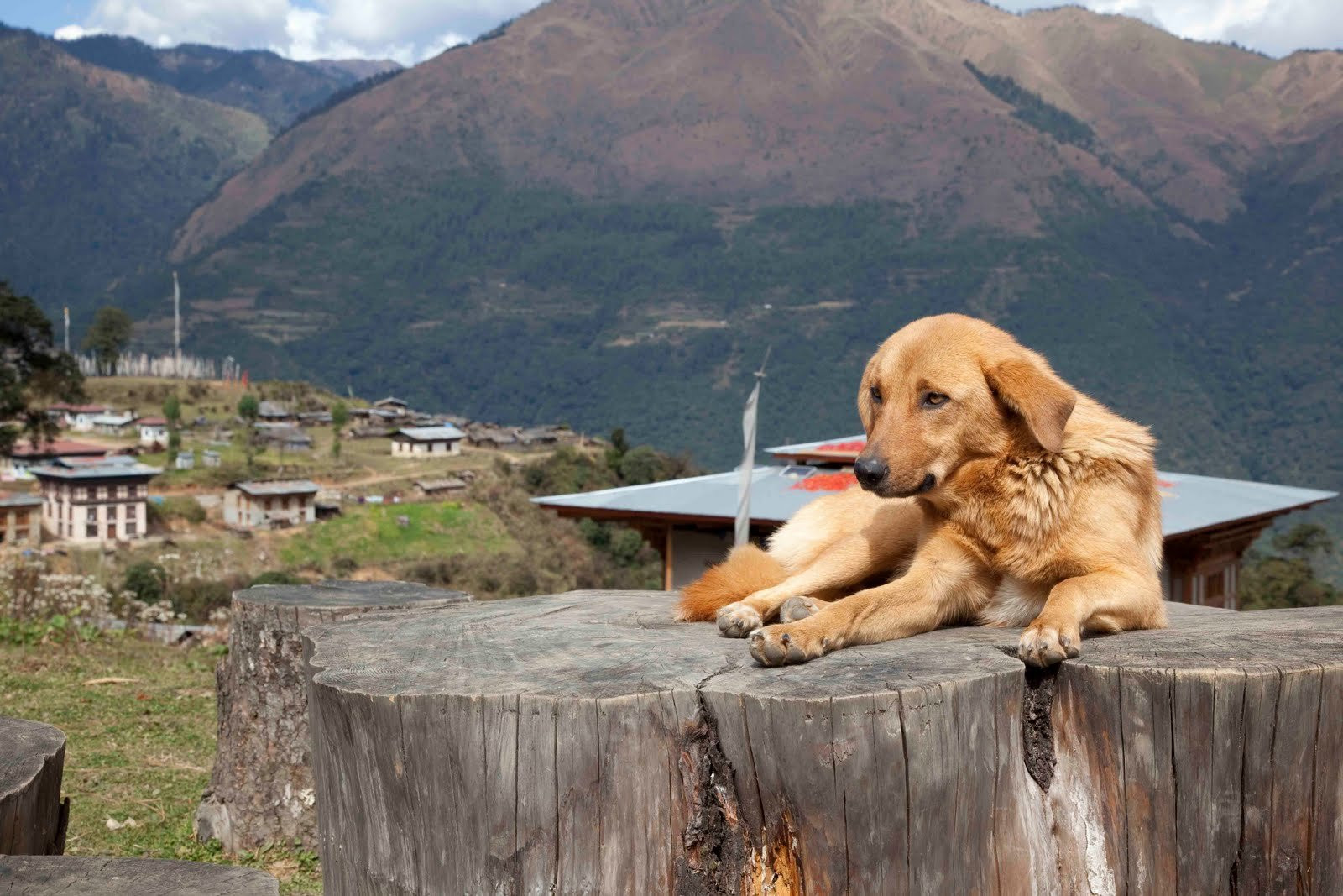 Бутан, фото № 4734 – фотографии Бутана