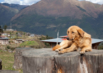 Бутан, фото № 4734 – фотографии Бутана