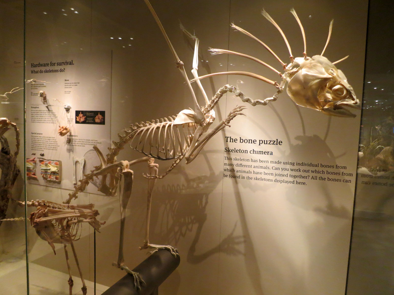 Музей Южной Австралии (South Australian museum), Аделаида, фото 8 – фотографии Австралии