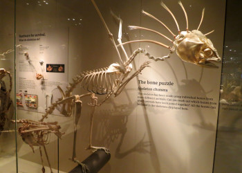 Музей Южной Австралии (South Australian museum), Аделаида, фото 8 – фотографии Австралии