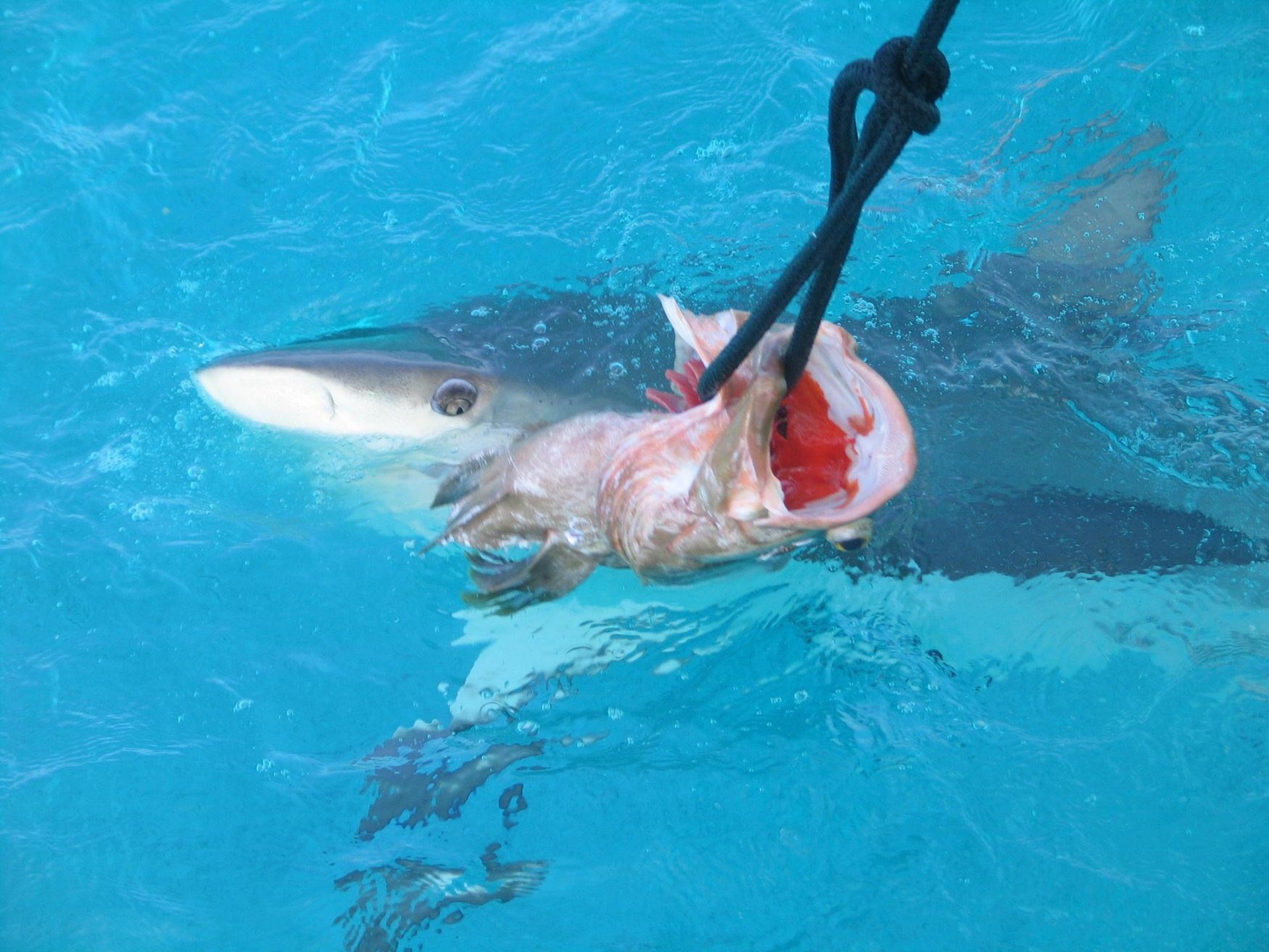 Самана, Доминикана, фото № 30637 – фотографии Доминиканы