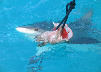 Самана, Доминикана, фото № 30637 – фотографии Доминиканы