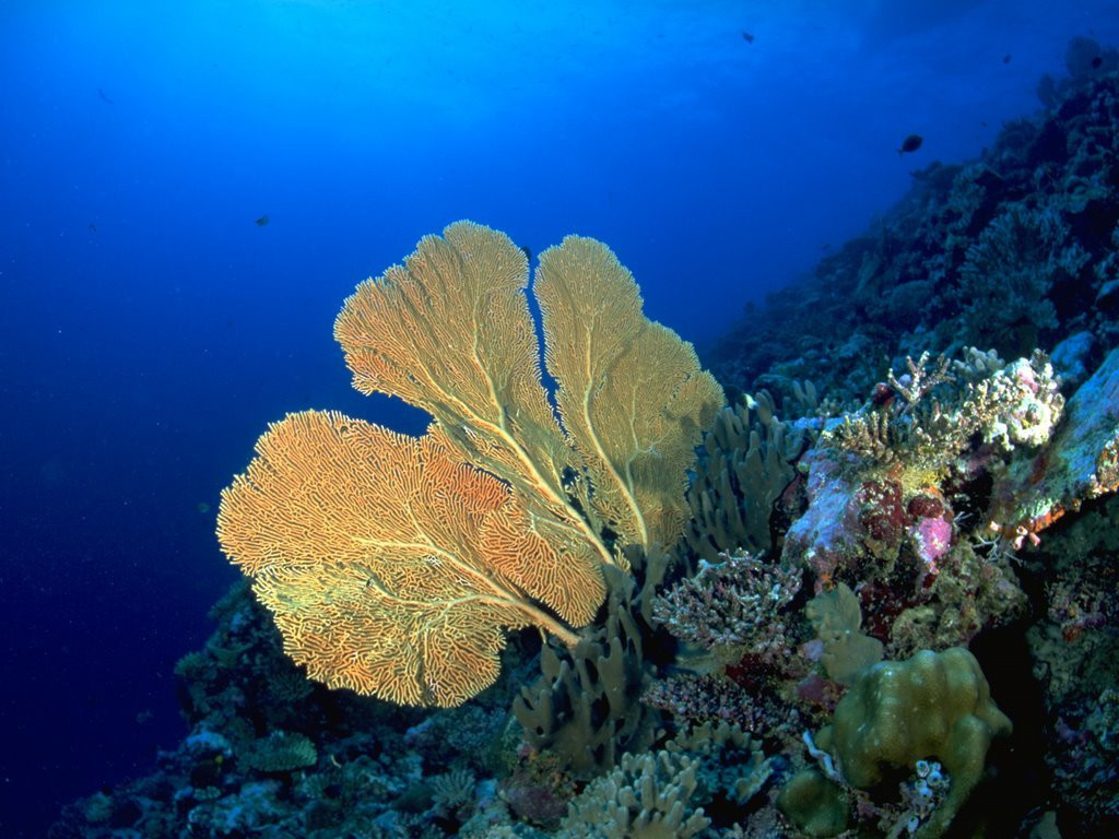 Подводный мир на Мальдивах. Фото 4 – фотографии Мальдивских островов