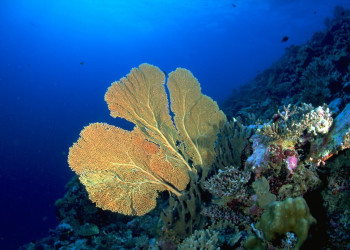 Подводный мир на Мальдивах. Фото 4 – фотографии Мальдивских островов