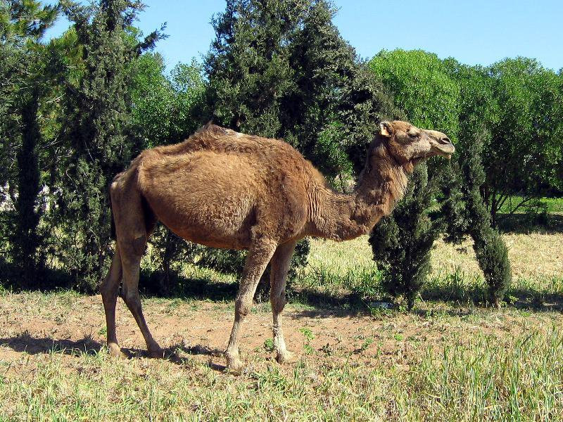 Верблюд в Северном Тунисе. Фото 9 – фотографии Туниса
