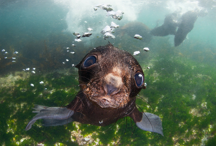 Подводный мир. Фото 4 – фотографии России