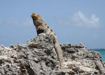 Тулум, Ривьера-Майя, Мексика, фото № 44236 – фотографии Мексики
