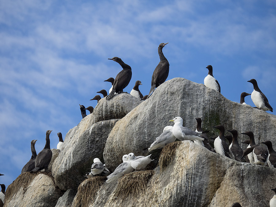 Командорские жители. Фото 1 – фотографии России
