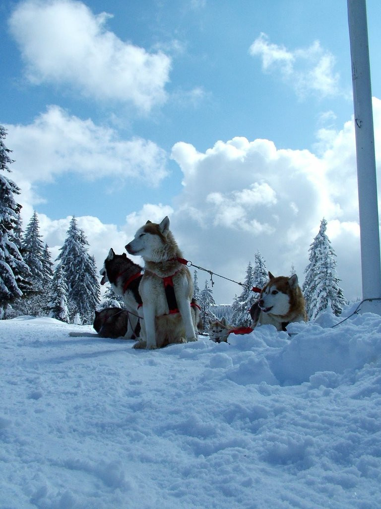 Собаки в Пампорово, Болгария – фотографии Болгарии