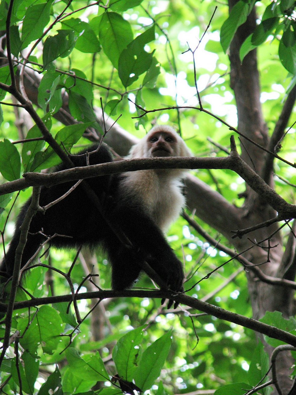 Коста-Рика, фото № 800 – фотографии Коста-Рики